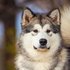 Alaskan Malamute
