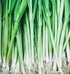 Spring Onions
