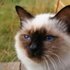 Birman