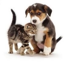 Taking care of my pets