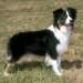 Miniature American Shepherd