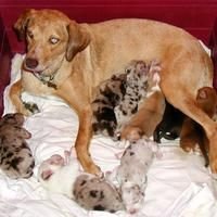 Dog breeding