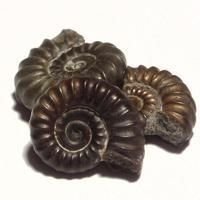 Fossils