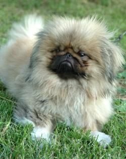Pekingese
