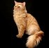Tennessee Rex