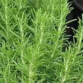 Rosemary