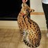 African Serval