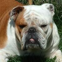 Bulldog