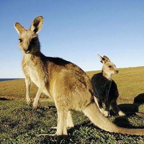 Kangaroos
