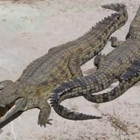 Crocodiles