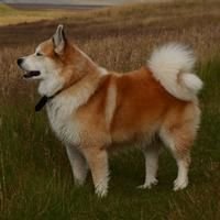 Icelandic Sheepdog