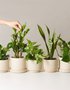 The Sill Plant Subscription Box
