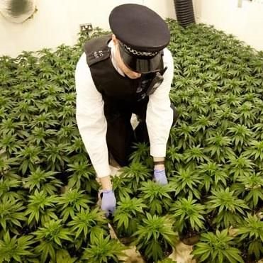 Cannabis legalisation