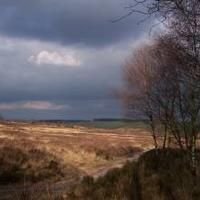 Cannock Chase