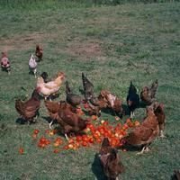 Poultry Farming