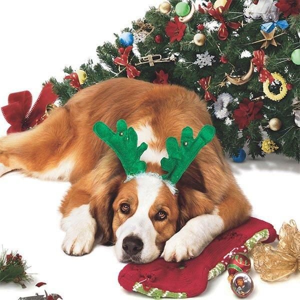 Alle Jahre wieder - Weihnachten mit den Coopers