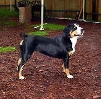 Entlebucher Mountain Dog