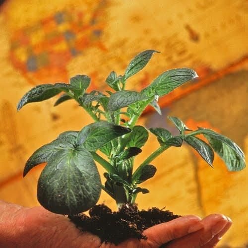 Environmental policy