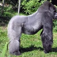Gorillas
