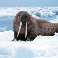Walruses