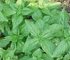 Basil